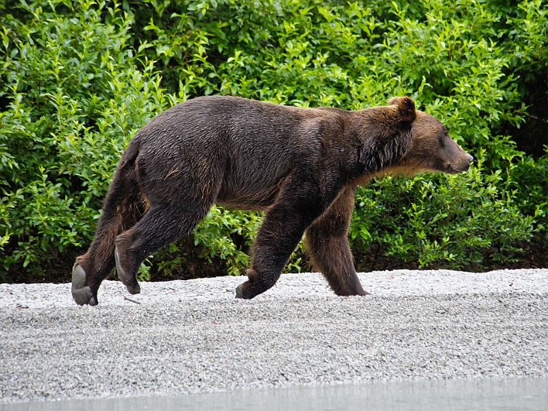 Alaska Wildlife-17.JPG